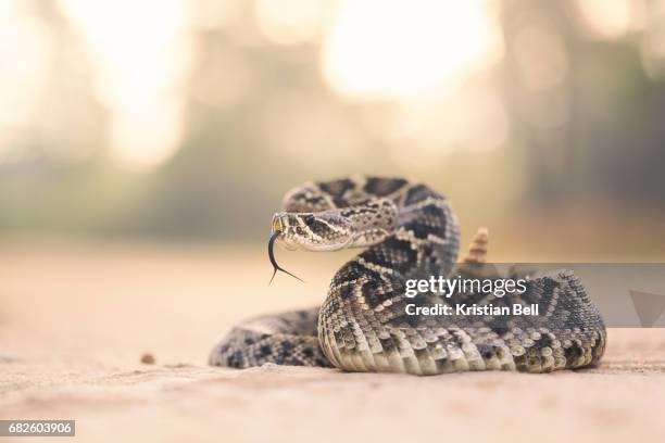 eastern diamondback rattlesnake (crotalus adamanteus) in florida - rattlesnake stock pictures, royalty-free photos & images