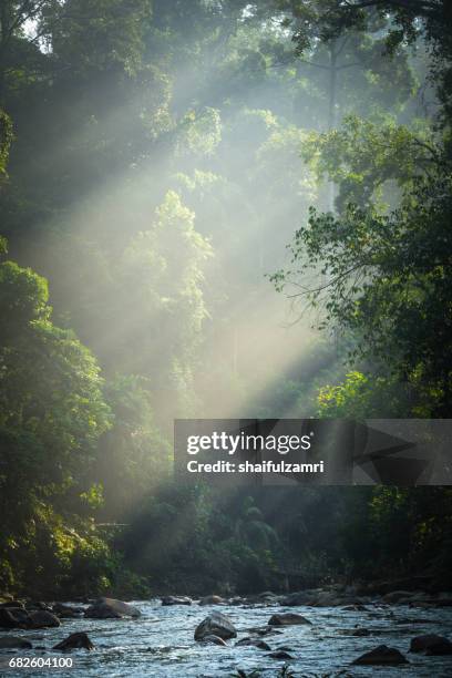 Where Is Rompin Endau Rompin National Park Photos and Premium High Res Pictures - Getty ...