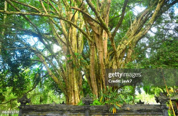 banyan tree - jayk7 bali temple stock-fotos und bilder