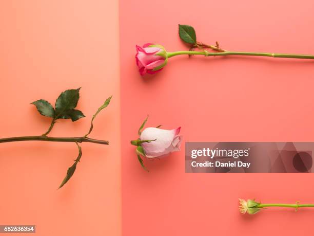 Split Rose Shattered Love: A Memoir Photos and Premium High Res Pictures - Getty ...