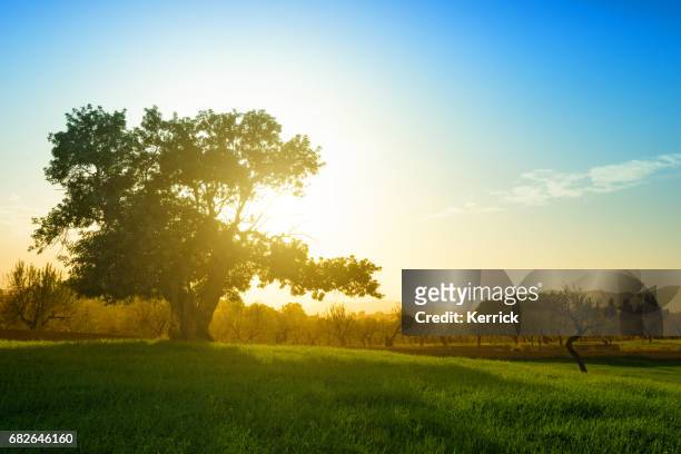riesiger baum auf hügel in hinterleuchtet - johannisbrotbaum - oak stock-fotos und bilder