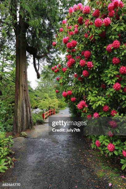 japanese garden in the spring rain - seattle in the spring stock pictures, royalty-free photos & images