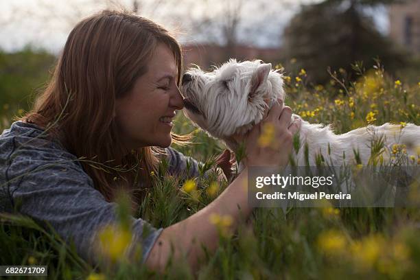 woman playing with dog - west highland white terrier stock pictures, royalty-free photos & images