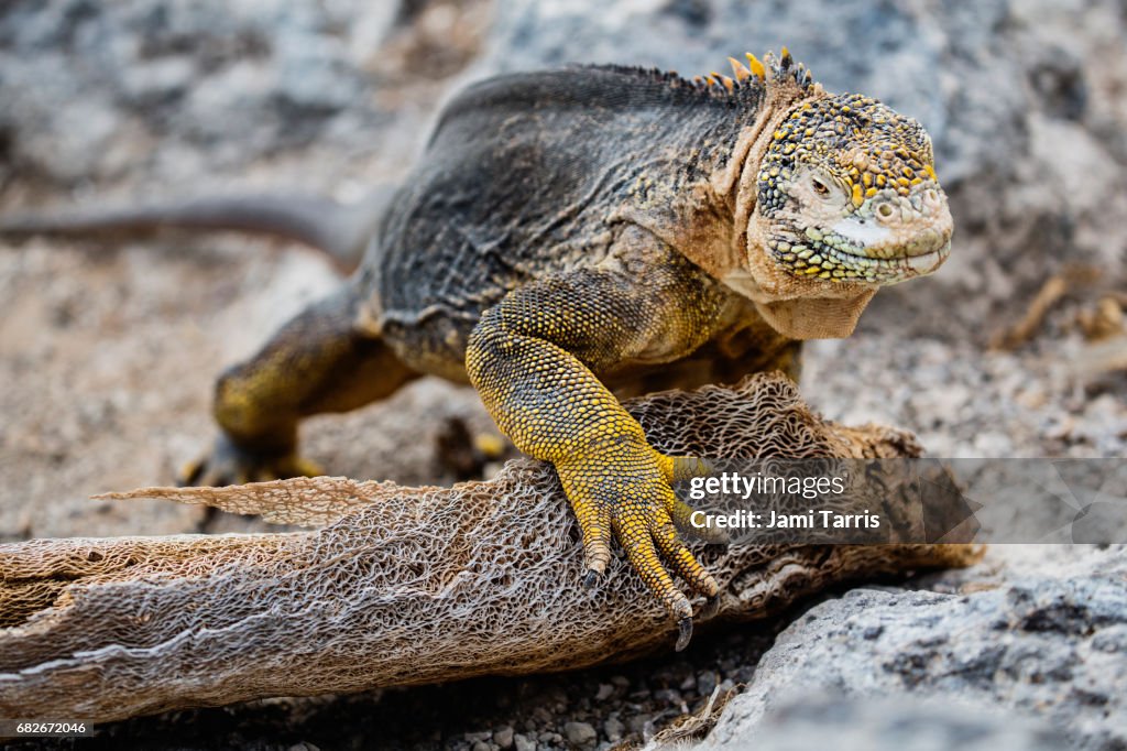 A close-up of a Galapagos land iguana
