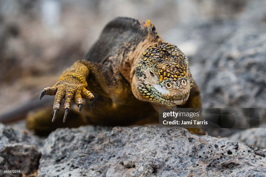 A close-up of a Galapagos land iguana