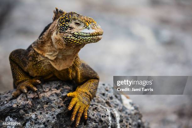 a close-up of a galapagos land iguana - galapagos land iguana stock-fotos und bilder