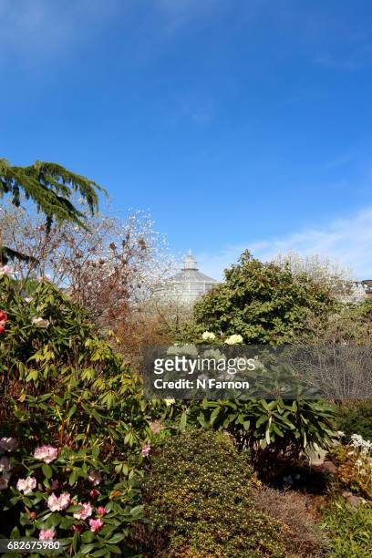 top of palm house, seen through foliage. - n farnon stock pictures, royalty-free photos & images