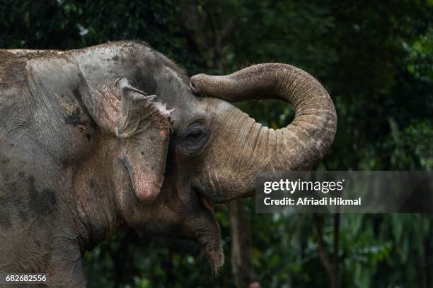 sumatran elephant - sumatran elephant 個照片及圖片檔