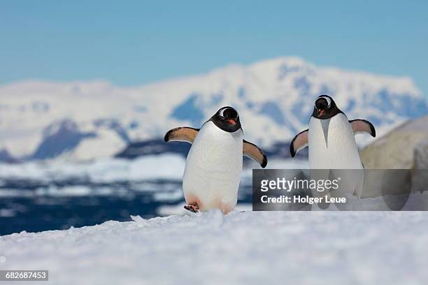 two gentoo penguins (pygoscelis papua) - pingüino fotografías e imágenes de stock
