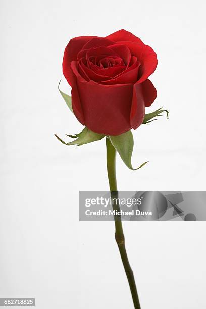 close up of a red rose with stem on white - rosa singola foto e immagini stock