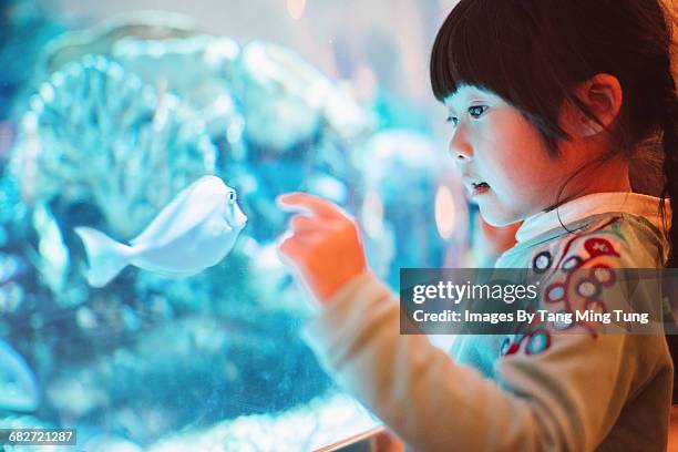 lovely little girl admiring fishes in aquarium - blue tang fish photos et images de collection