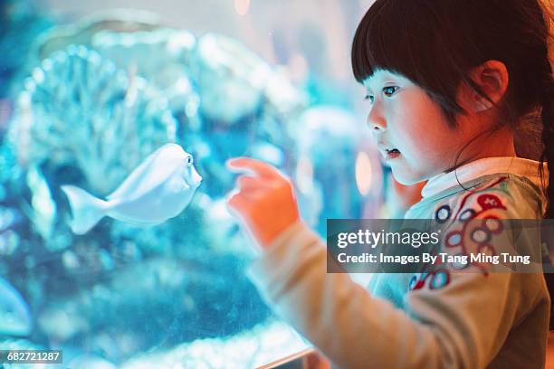 lovely little girl admiring fishes in aquarium - aquarium stockfoto's en -beelden