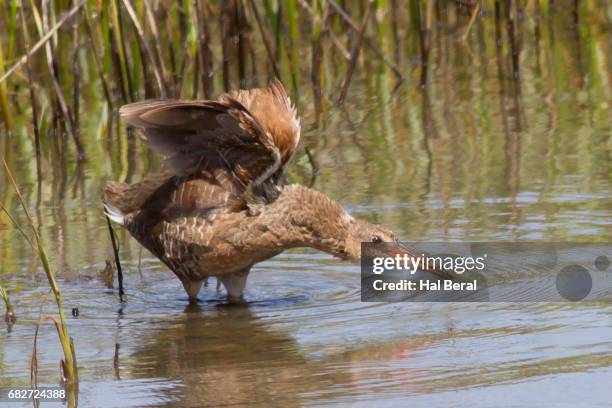 Clicker Rail Clapper Rail Photos and Premium High Res Pictures - Getty Images