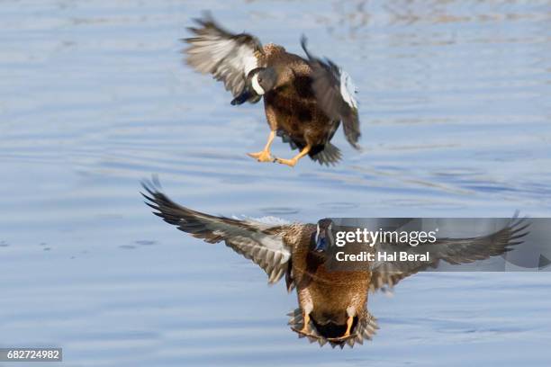 pair of blue-winged teal ducko males landing - blue winged teal stock pictures, royalty-free photos & images