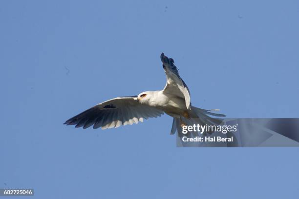 white-tailed  kite hovering - white tailed kite stock pictures, royalty-free photos & images