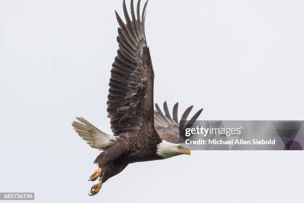 bald eagle taking flight - 鷲 ストックフォトと画像