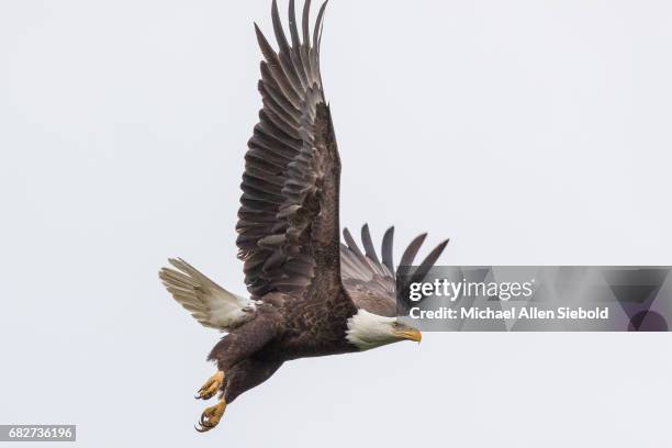bald eagle taking flight - bald eagle stock pictures, royalty-free photos & images