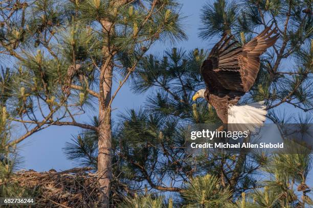 bald eagle landing with a stick - eagle nest foto e immagini stock