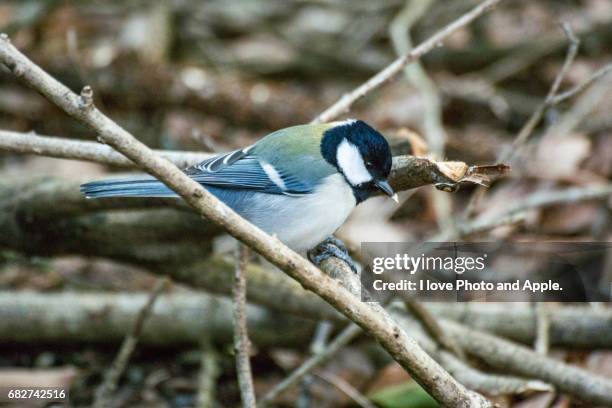 japanese tit - 関東地方 stockfoto's en -beelden