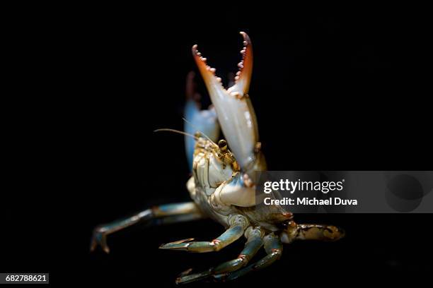 blue claw crab reaching up ready to grab - blue crabs stock pictures, royalty-free photos & images