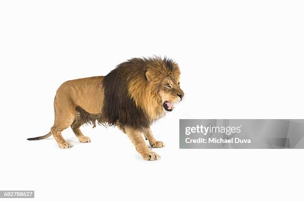 studio portrait of a lion on a white background - leone foto e immagini stock