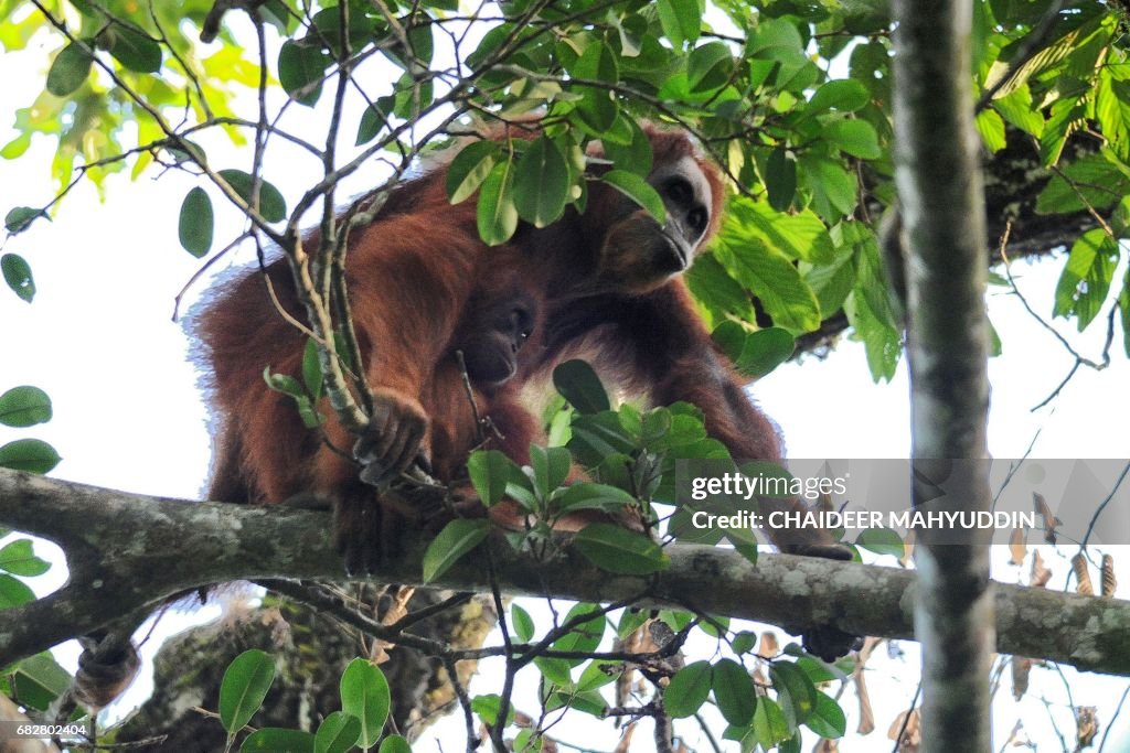 INDONESIA-ENVIRONMENT-RAINFOREST