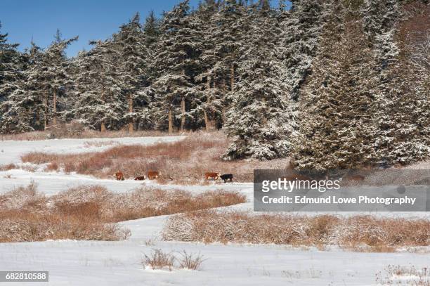 cattle grazing on a pasture after a snowstorm - cattle in frost stock-fotos und bilder