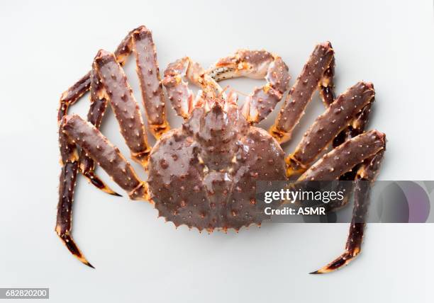 king crab - animal limb stock pictures, royalty-free photos & images