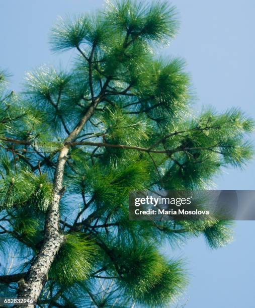 white pine reaching out - eastern white pine stock pictures, royalty-free photos & images