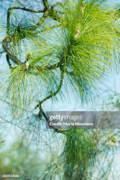 hanging needles on white pine - eastern white pine stock pictures, royalty-free photos & images