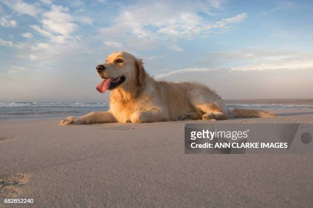birds and golden retriever images - south australia beach stock pictures, royalty-free photos & images