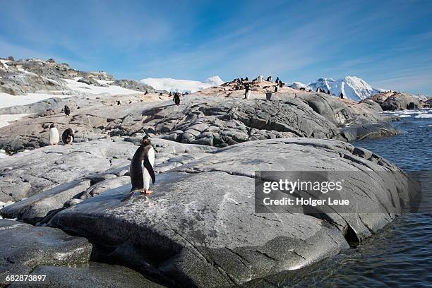 gentoo penguins on rocks - penguin flock stock pictures, royalty-free photos & images