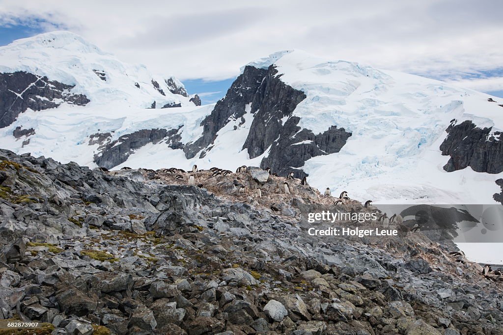 Gentoo penguins on rocks and snowy mountains