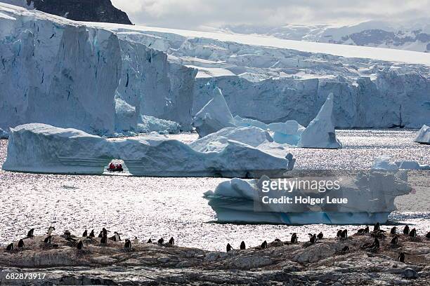 gentoo penguin rookery and icebergs - antarctic peninsula stock-fotos und bilder