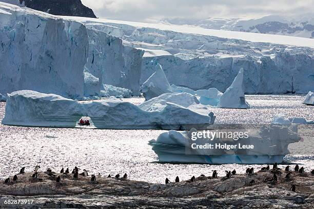 gentoo penguin rookery and icebergs - antarctic peninsula stock pictures, royalty-free photos & images