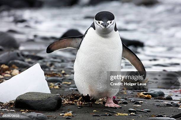 chinstrap penguin on beach - chinstrap penguin fotografías e imágenes de stock