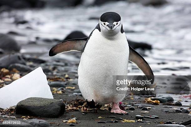 chinstrap penguin on beach - chinstrap penguin photos et images de collection