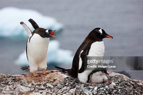 gentoo penguins with teenage chick in nest - animal family stock-fotos und bilder