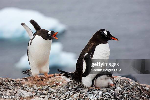 gentoo penguins with teenage chick in nest - animal call fotografías e imágenes de stock