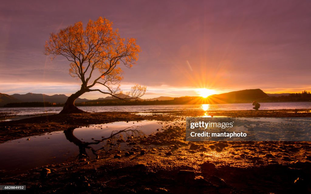 Árvore solitária de lago Wanaka