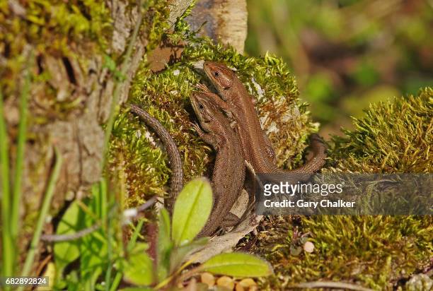 common lizards [lacerta zootoca vivipara] - lacerta vivipara stock pictures, royalty-free photos & images