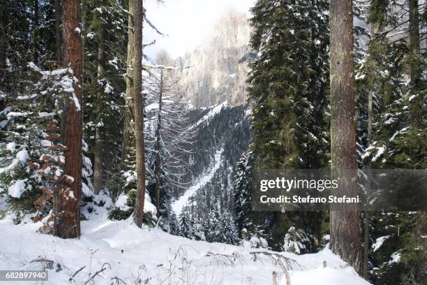 italy, dolomiti, gruppo del catinaccio, larici spogli - lyalls lärche stock-fotos und bilder