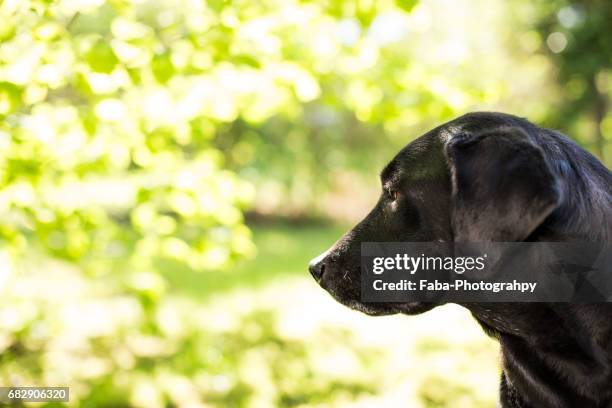 labrador - rassehund ストックフォトと画像