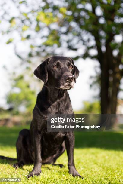 old dog outside - tierkopf stock pictures, royalty-free photos & images