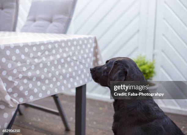 dog begging at table - tierthema stock pictures, royalty-free photos & images