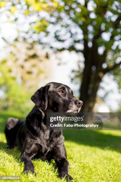 old dog outside - rassehund ストックフォトと画像