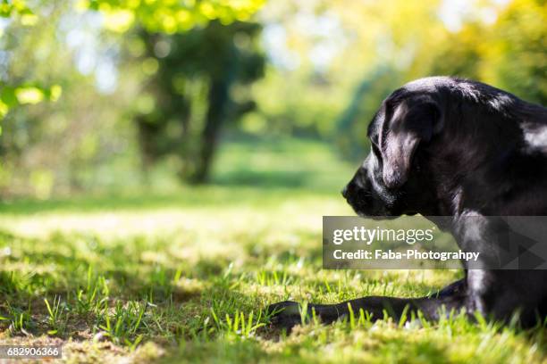 labrador - tierkörper stockfoto's en -beelden