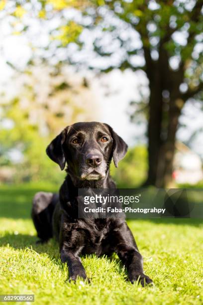old dog outside - haustier stock pictures, royalty-free photos & images