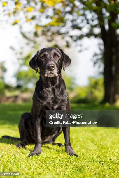 old dog outside - haustier stock pictures, royalty-free photos & images