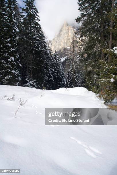 italy, dolomiti, gruppo del catinaccio,tracce di lepre - foto di gruppo - fotografias e filmes do acervo